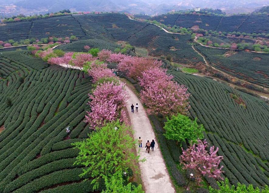 Paisaje del cerezo en flor y jardín de té en Fujian