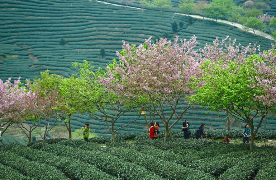 Paisaje del cerezo en flor y jardín de té en Fujian