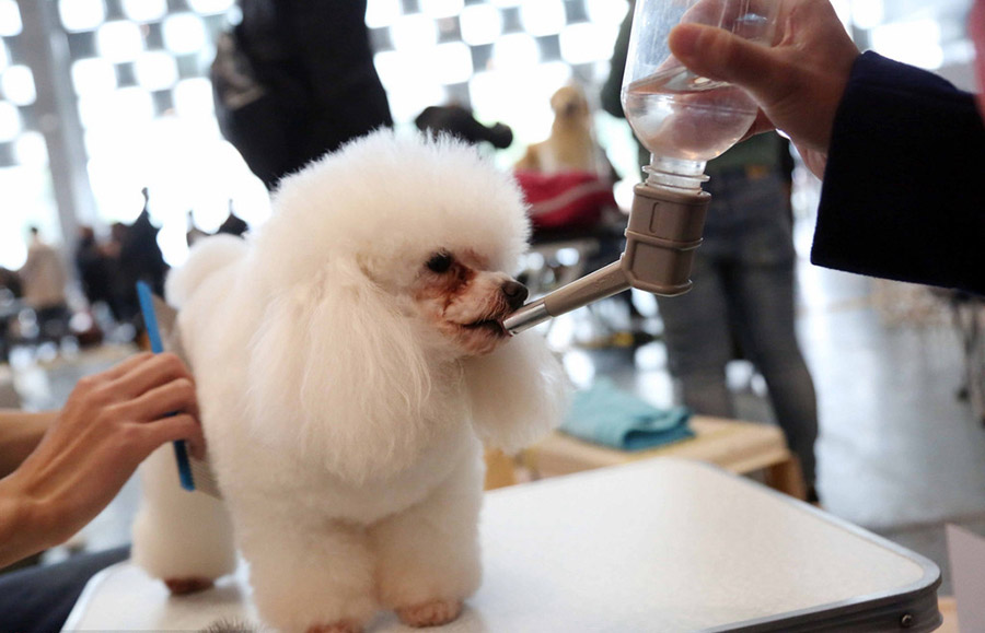 Pruebas clasificatorias de peinado de mascotas durante la Feria Internacional de Mascotas 2016 en Shanghai, el 17 de marzo. 