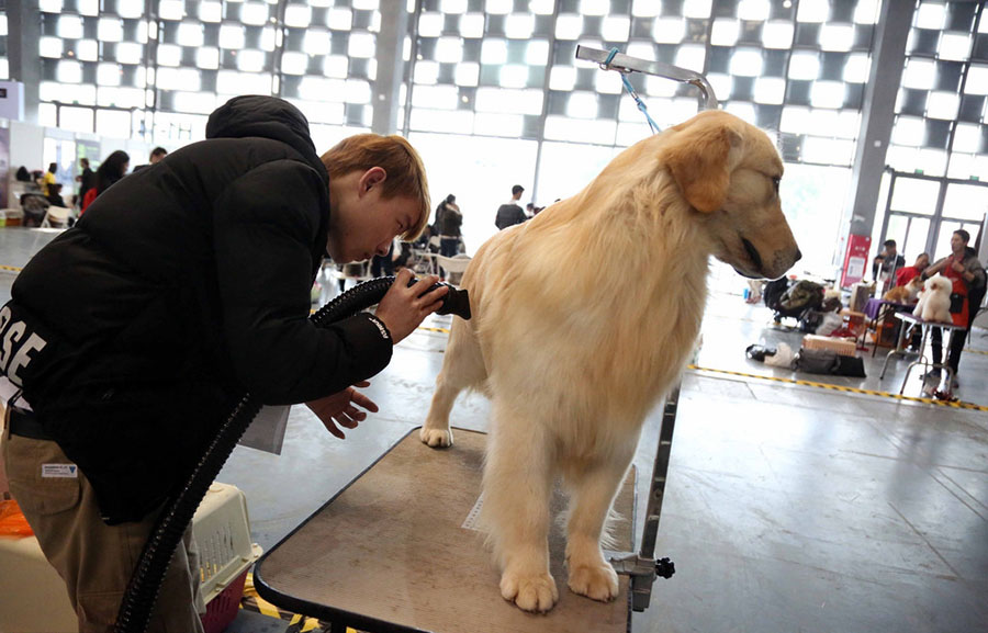 Un peluquero corta el pelo a un retriever durante la Feria Internacional de Mascotas 2016 en Shanghai, el 17 de marzo.