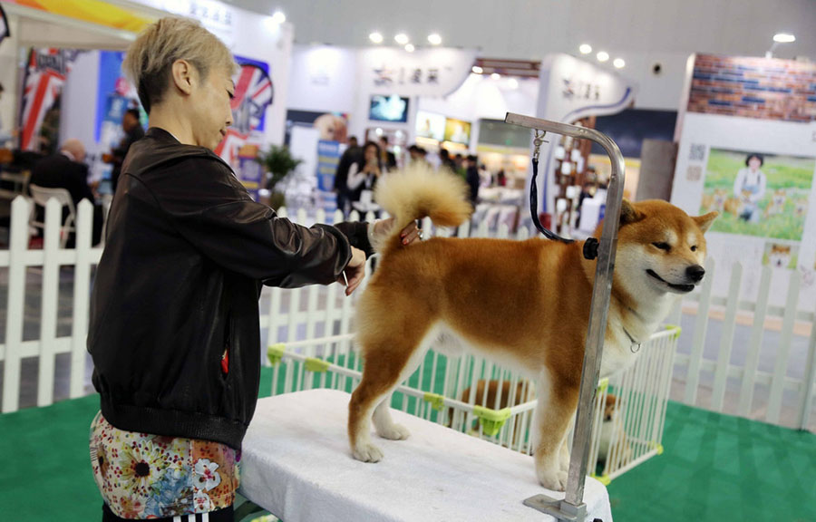 Un peluquero corta el pelo a unshiba inu durante la Feria Internacional de Mascotas 2016 en Shanghai, el 17 de marzo.
