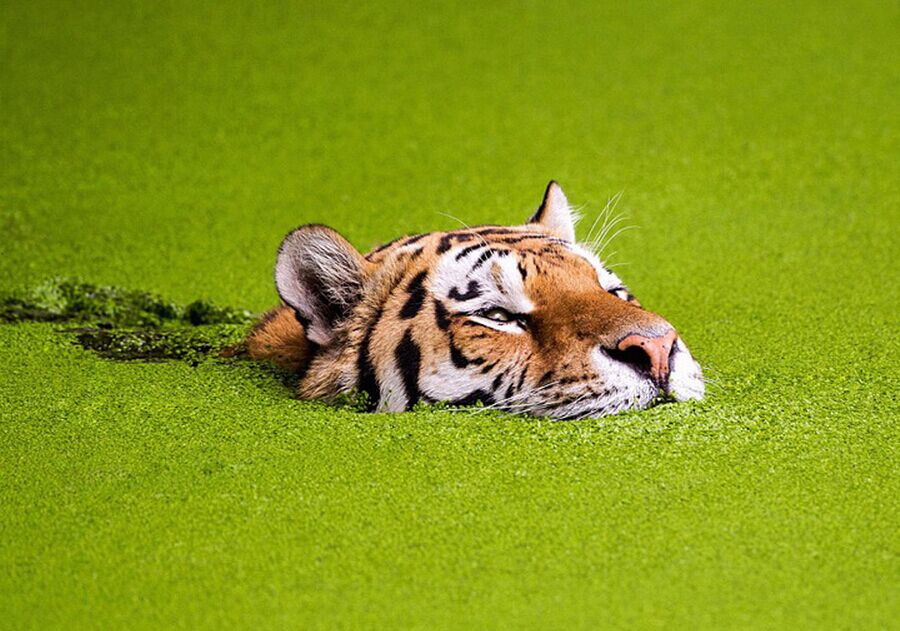 Tigre nadando en "mar verde"