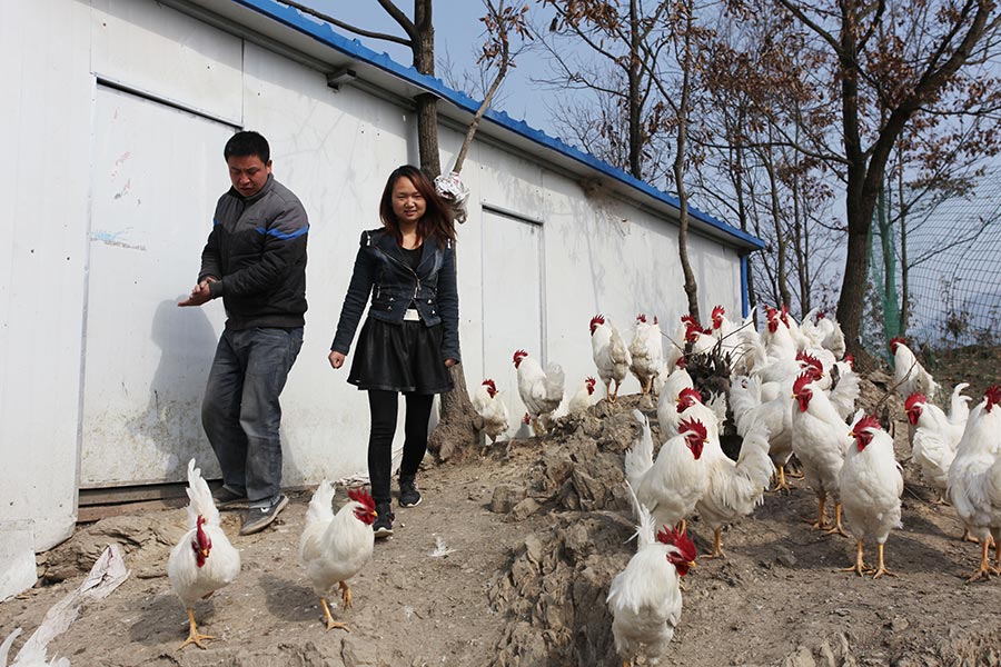 Zhang Youlu y su esposa, Shen Yan'e, trabajan en su granja de pollos de Ankang, provincia de Shaanxi, el 11 de marzo de 2016.