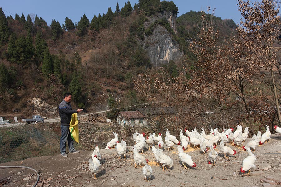 Zhang Youlu alimenta a los pollos de Ankang, provincia de Shaanxi, el 11 de marzo de 2016. 