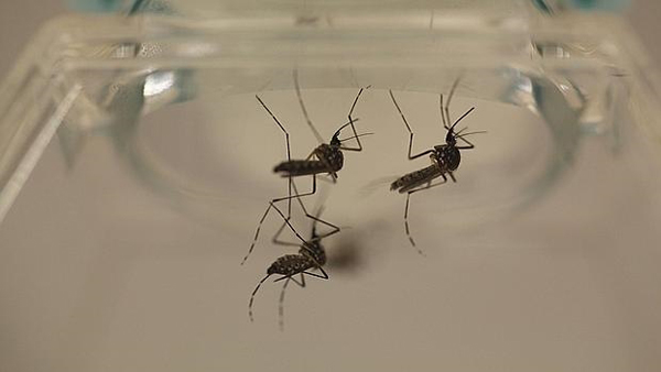 Identifican la estructura del virus Zika