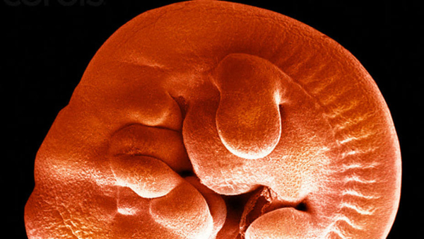 Crean embriones humanos resistentes al virus del sida