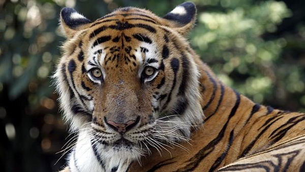 Los tigres comienzan a recuperarse por primera vez en cien años