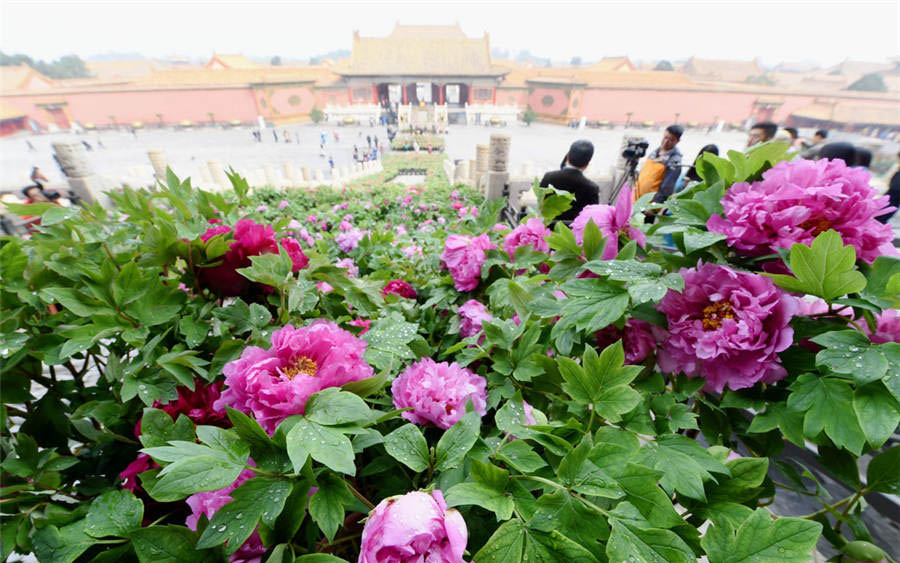 Los visitantes disfrutan de la exposición de flores de peonía en el Museo de Palacio en Beijing, el 12 de abril de 2016. [Foto / Xinhua]