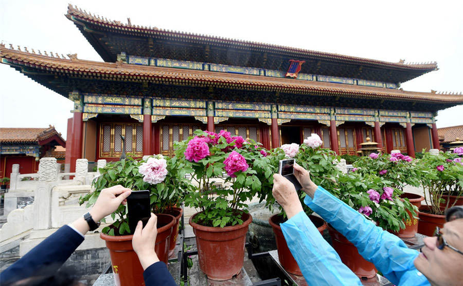Los visitantes toman fotos de flores de peonia en el Museo de Palacio en Beijing, el 12 de abril de 2016. 