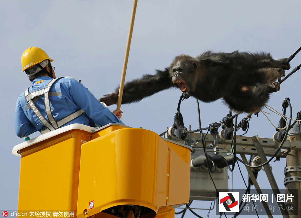 Chimpancé escapa de zoológico en Japón