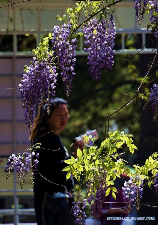 Flores en el Parque de Beijing