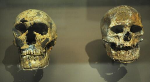 La desaparición de los neandertales pudo deberse a su alimentación