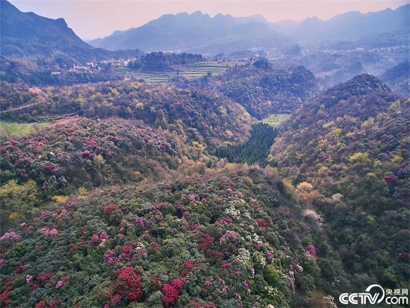 Un mar de azaleas en la provincia de Guizhou