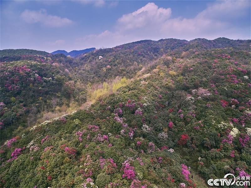 Un mar de azaleas en la provincia de Guizhou