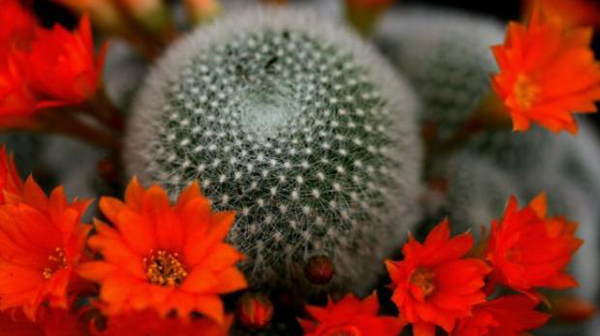 En auge el tráfico ilegal de cactus codiciados