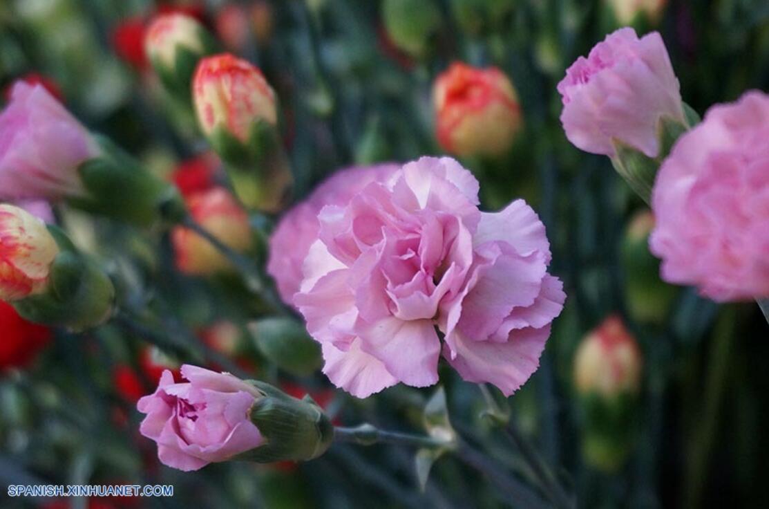 China es un escaparate mundial para promocionar flores colombianas, asegura embajadora de Colombia