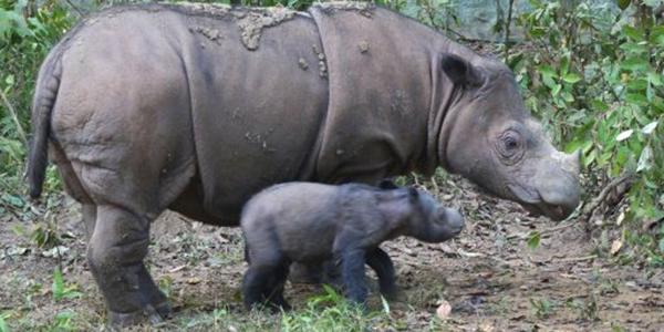 Nace rinoceronte de Sumatra, especie en vía de extinción