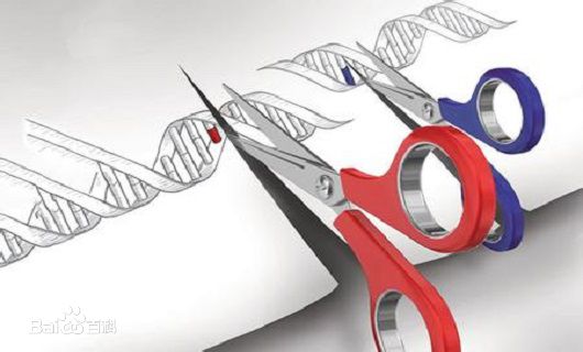 Científico descubre posible cura para la calvicie gracias a la “reparación genética”