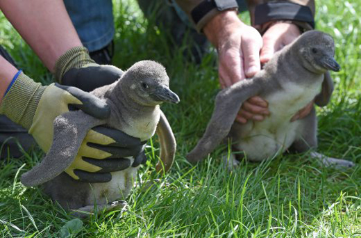 Nacen pingüinos por inseminación artificial en un acuario