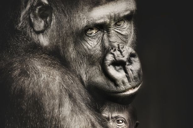 Imágenes impresionantes de animales bajo lentes de Arthur Xanthopoulos