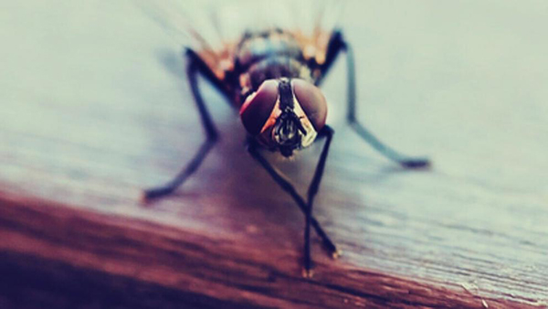 Descubren moscas que roban el alimento a plantas carnívoras