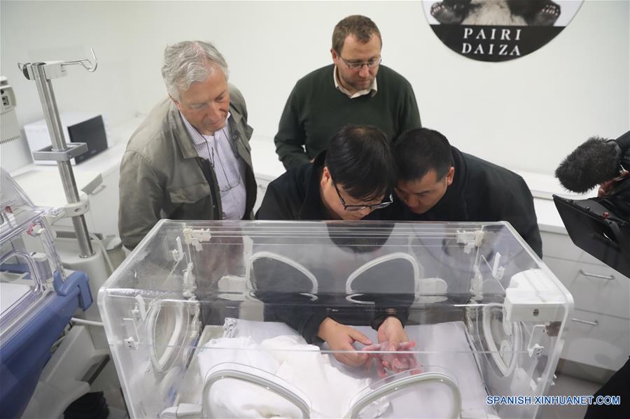 La panda gigante china "Hao Hao" dio a luz a un cachorro en las primeras horas de hoy, anunciaron el parque zoológico belga Pairi Daiza y el Centro de Conservación e Investigación del Panda Gigante de China.(Xinhua)