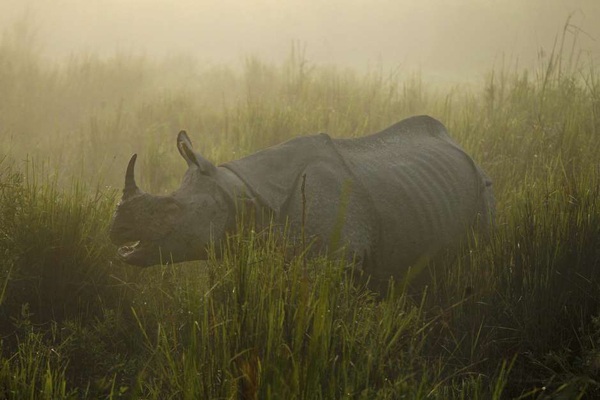 India refuerza protección a rinocerontes amenazados