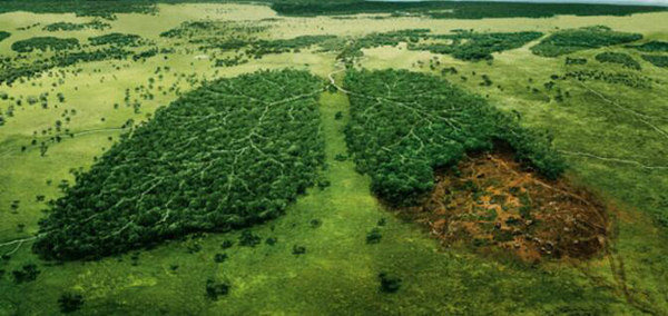 Noruega, el primer país del mundo que prohíbe la deforestación