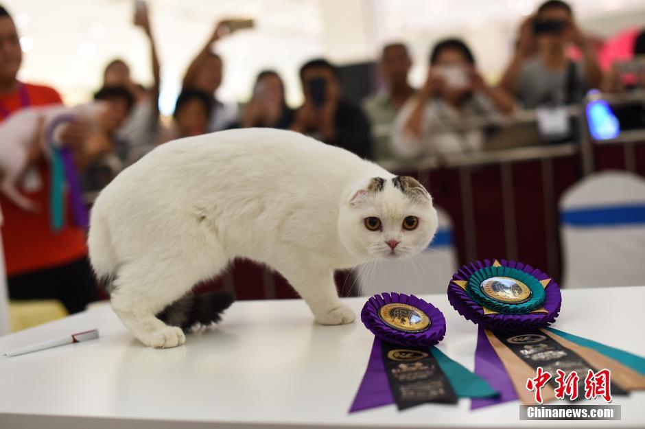 Encuentra tu favorito en el concurso de gatos de Taiyuan
