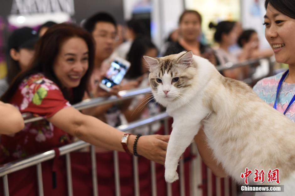 Encuentra tu favorito en el concurso de gatos de Taiyuan
