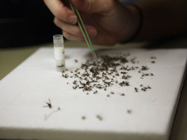 EE.UU. probará en seres humanos la vacuna experimental del zika