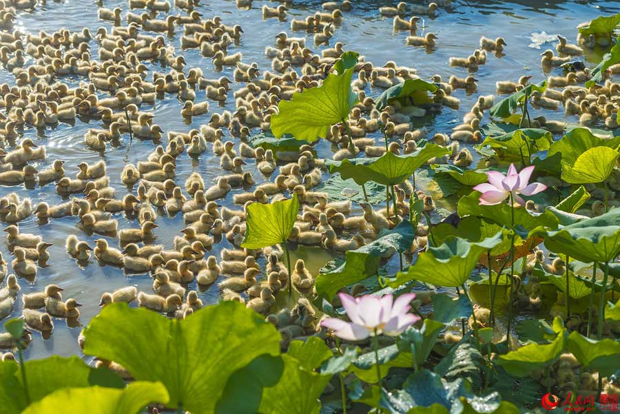 Flores de loto de verano en Haikou