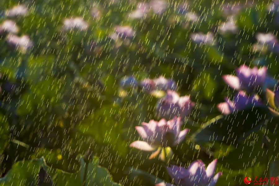 Flores de loto de verano en Haikou
