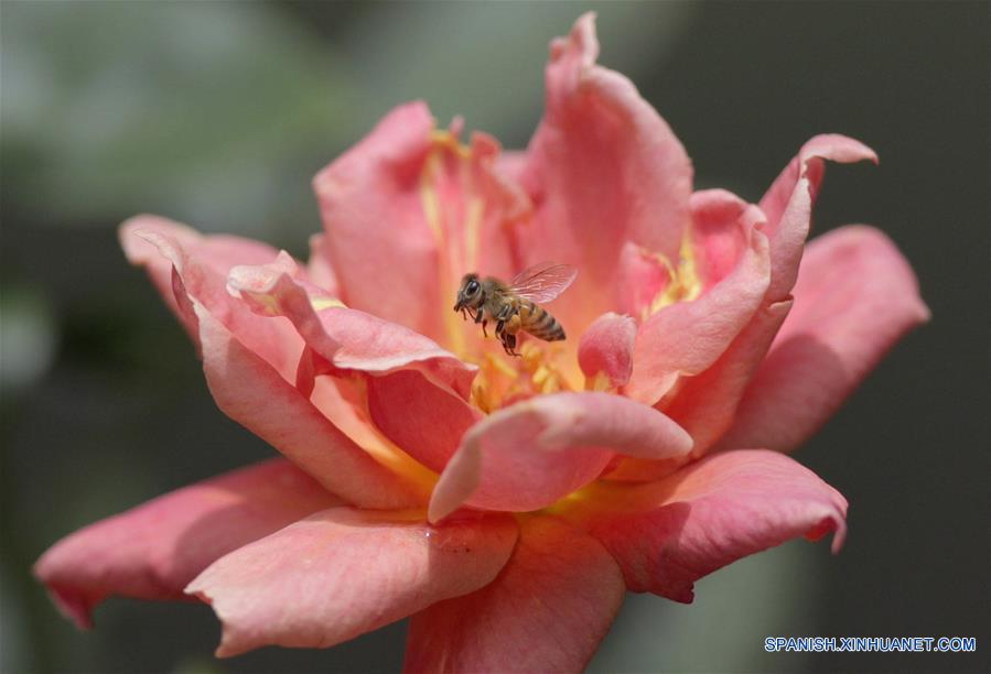 CIUDAD DE MEXICO, junio 21, 2016 (Xinhua) -- Una abeja vuela sobre una rosa en un jardín en la Ciudad de México, capital de México, el 21 de junio de 2016. El solsticio de verano marca el comienzo oficial de la estación en el hemisferio norte y el periodo más largo de luz solar del año. (Xinhua/David de la Paz)