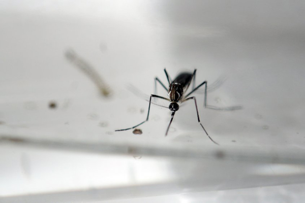 Descubren anticuerpos capaces de neutralizar el virus del zika