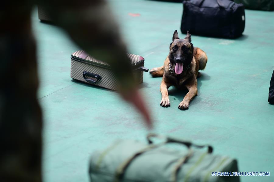 Entrenamiento de perros detectores de drogas en Shenzhen
