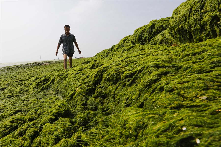 Mareas verdes afectan a la costa de Jiangsu
