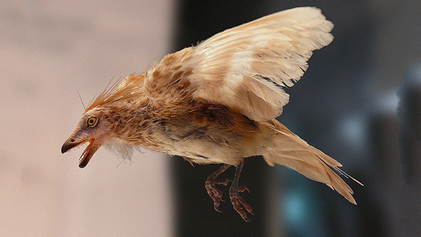 Hallan conservadas en ámbardos alas de una importante especie de dinosaurio aviar