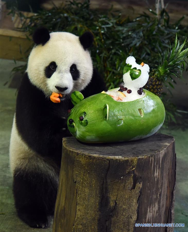 Zoológico festeja el tercer años de panda gigante Yuanzai