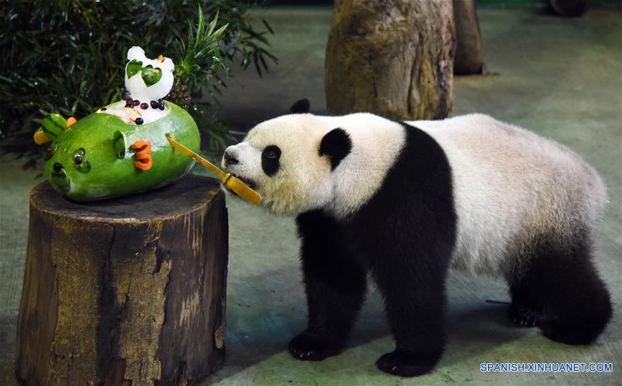 Zoológico festeja el tercer años de panda gigante Yuanzai