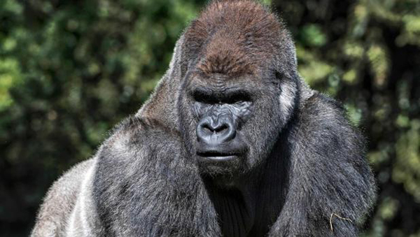 Muere otro gorila en cautividad durante un traslado en México
