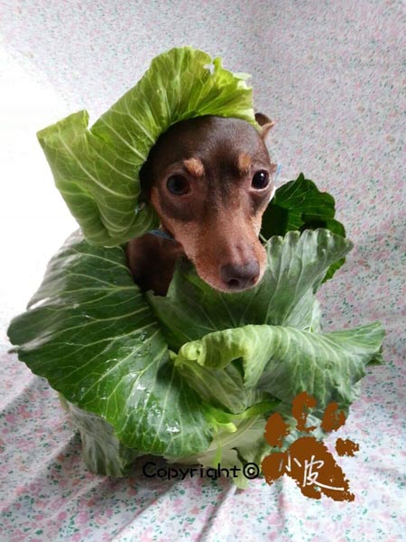 Un perro taiwanés se convierte en la sensación de internet