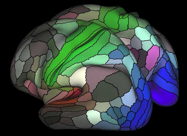 Nuevo mapa cerebral duplica las regiones conocidas
