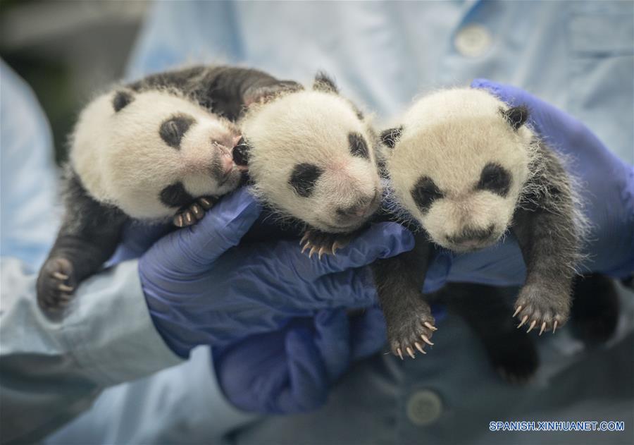 Imagen del 28 de agosto de 2014 de cuidadores sosteniendo a los trillizos de panda gigante, Mengmeng, Shuaishuai y Kuku, en Guangzhou, capital de la provincia de Guangdong, en el sur de China. Una fiesta para celebrar el segundo cumpleaños de los únicos trillizos sobrevivientes del mundo, que nacieron el 29 de julio de 2014 en Guangzhou, se llevó a cabo en el Parque de Safari Chimelong el viernes. (Xinhua/Liu Dawei)