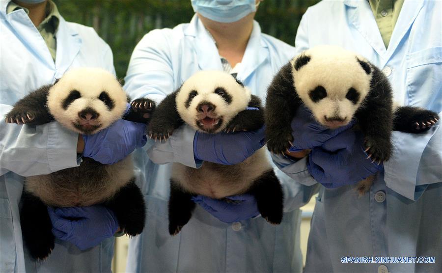 Imagen del 18 de septiembre de 2014 de cuidadores sosteniendo a los trillizos de panda gigante, Mengmeng, Shuaishuai y Kuku, en Guangzhou, capital de la provincia de Guangdong, en el sur de China. Una fiesta para celebrar el segundo cumpleaños de los únicos trillizos sobrevivientes del mundo, que nacieron el 29 de julio de 2014 en Guangzhou, se llevó a cabo en el Parque de Safari Chimelong el viernes. (Xinhua/Liu Dawei)