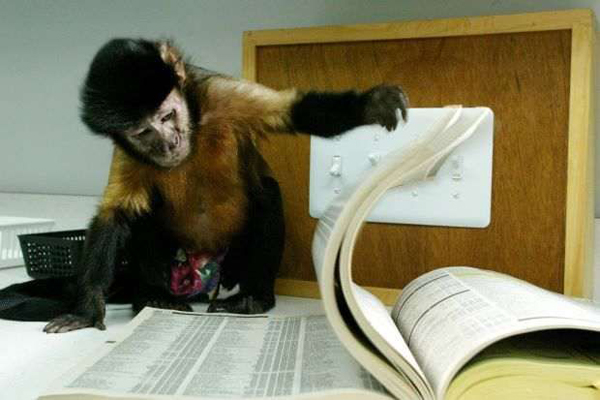 Monos roban información confidencial militar en Malasia