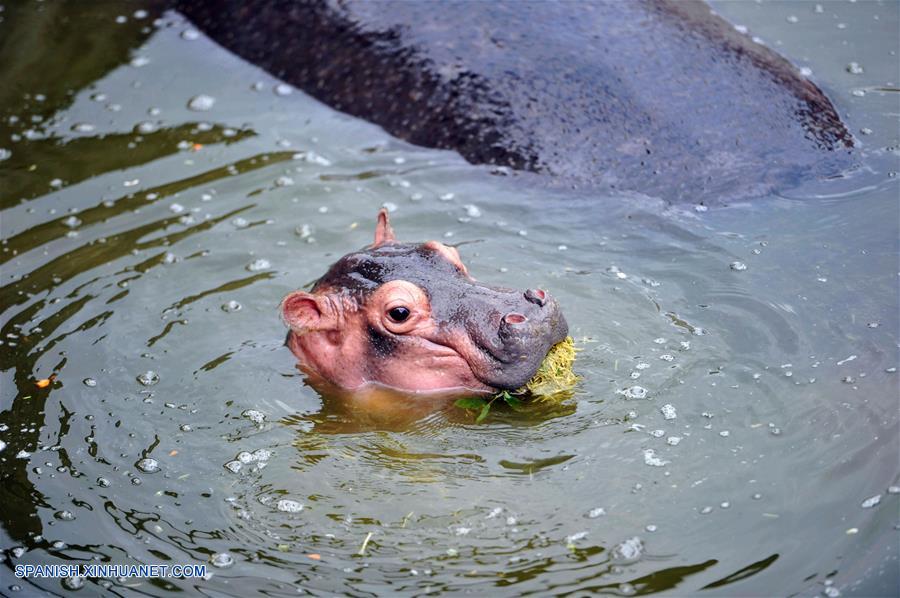 Hipopótamos en Bosque de Vida Salvaje Mundial Qingdao