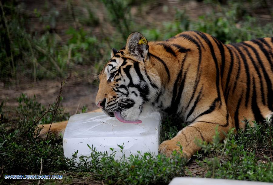 Shenyang: Tigres siberianos refrescándose con bloques de hielo