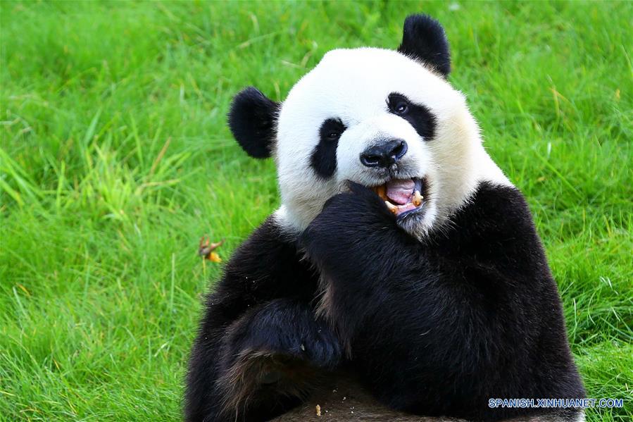 El oso panda gigante Xing Hui en zoológico de Bélgica.(Xinhua/Gong Bin)