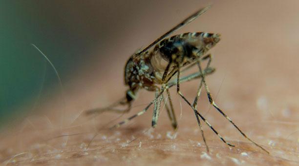 El Zika se esconde en la vagina días después de la infección